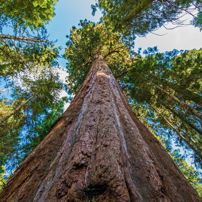 RED SEQUOIA - Esenta parfum ambiental