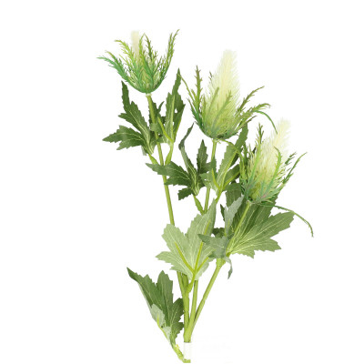 Eryngium alb 65 cm [1]