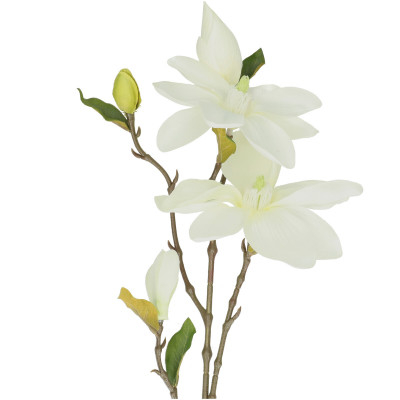Magnolia alba 75 cm [1]