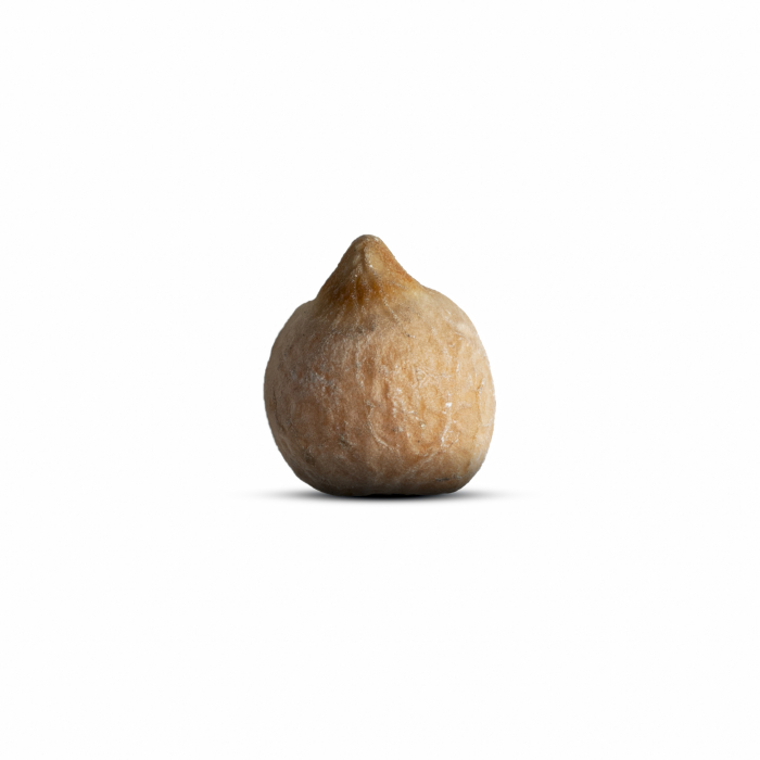 Naut BIO Alliance Bio [4]