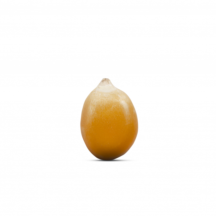 Porumb BIO pentru popcorn Alliance Bio [4]