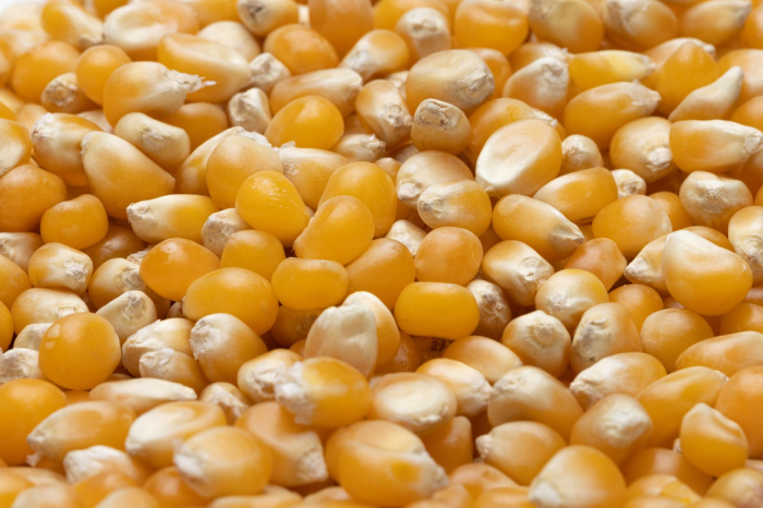 Porumb BIO pentru popcorn Alliance Bio [3]