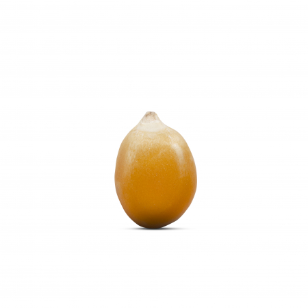 Porumb BIO pentru popcorn Alliance Bio [3]