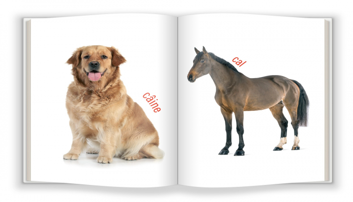 BEBE CUNOAȘTE. Animalele domestice [2]