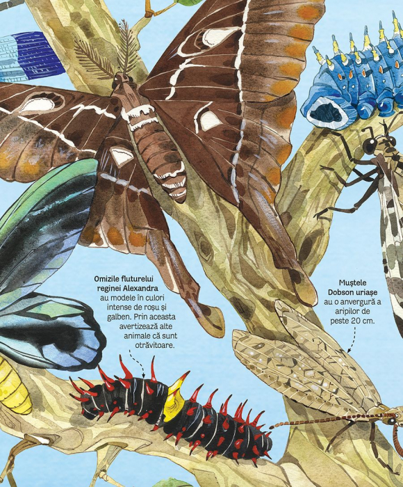 Marea carte a fluturilor si a altor insecte (Usborne) [4]