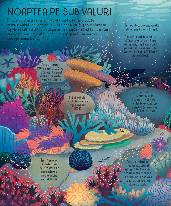 Ce se intampla noaptea? (Usborne) [5]
