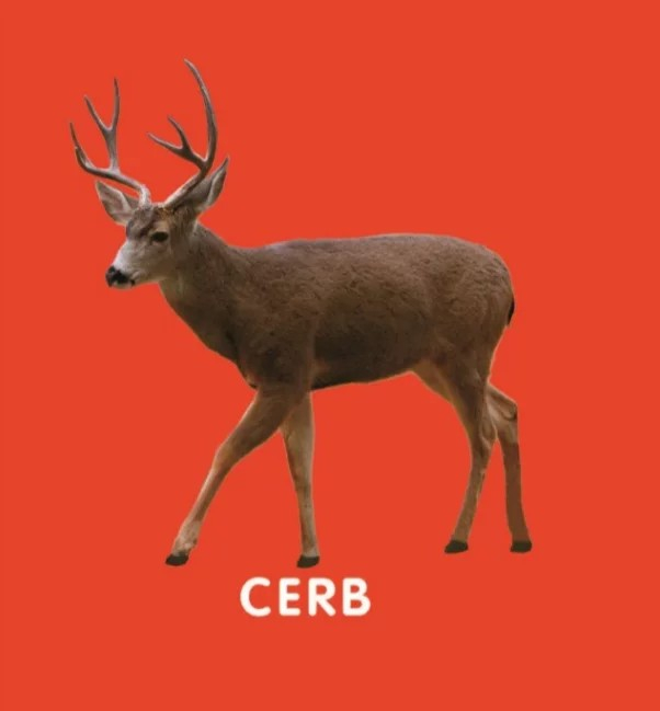 Bebe învață: Animale din pădure [7]