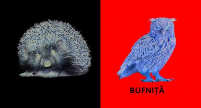 Bebe învață: Animale din pădure [5]
