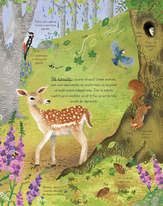 Cartea padurii (Usborne) [3]