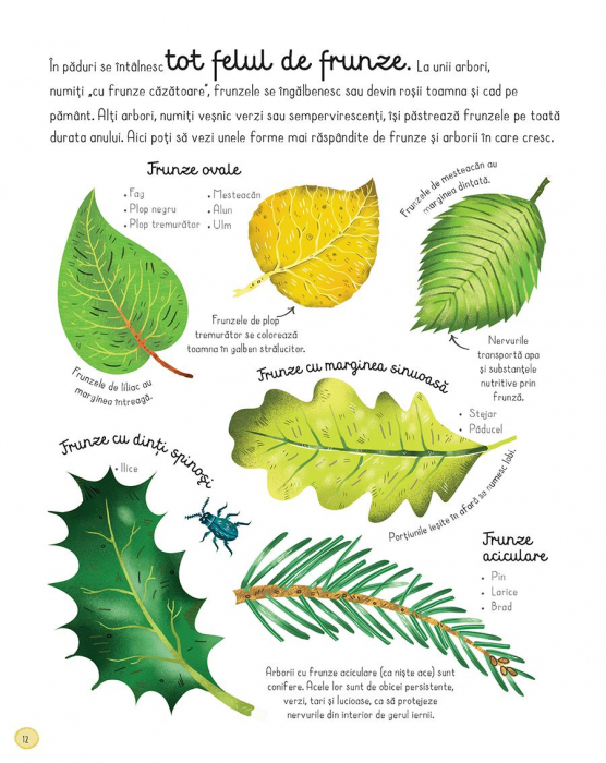 Cartea padurii (Usborne) [4]