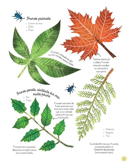 Cartea padurii (Usborne) [5]