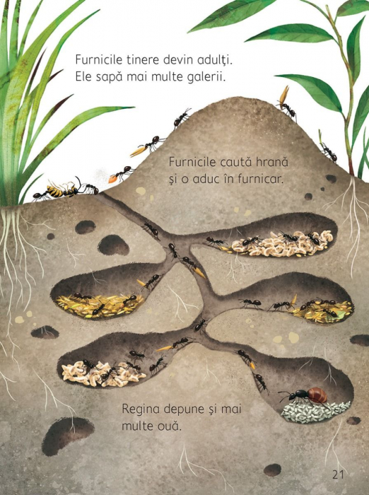 Ce se intampla sub pamant? (Usborne) [3]
