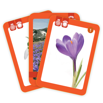 Flori, păsări și insecte [3]