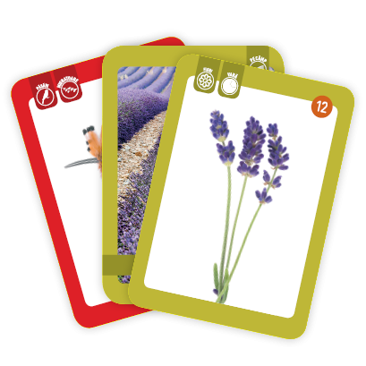 Flori, păsări și insecte [5]