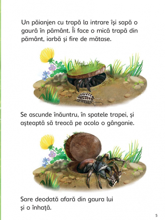 Insectele (Usborne) [4]