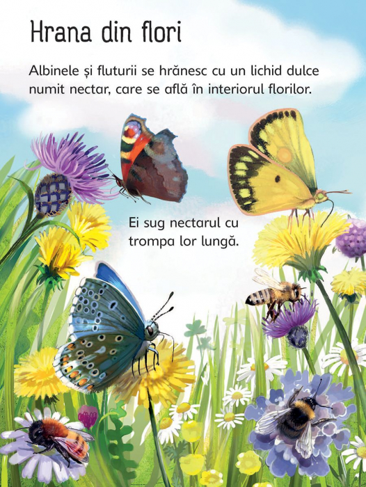 Insectele (Usborne) [5]