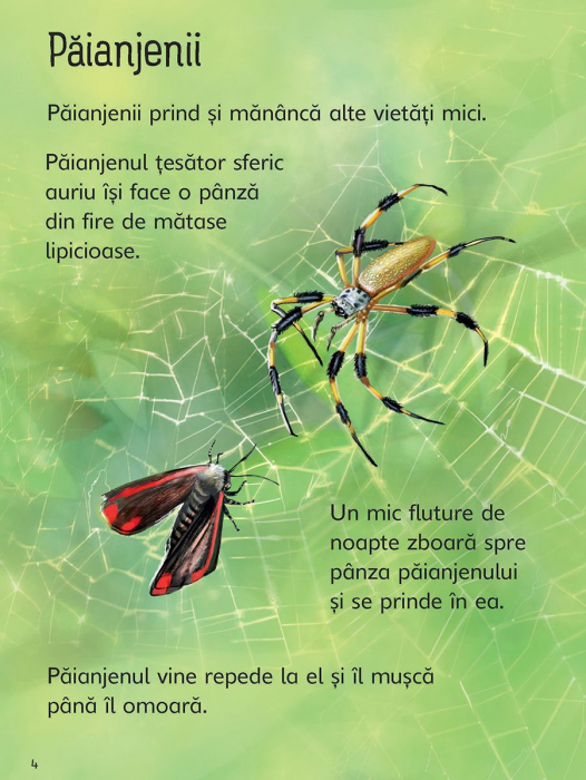 Insectele (Usborne) [3]