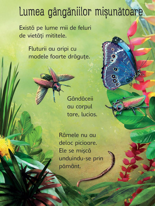 Insectele (Usborne) [2]