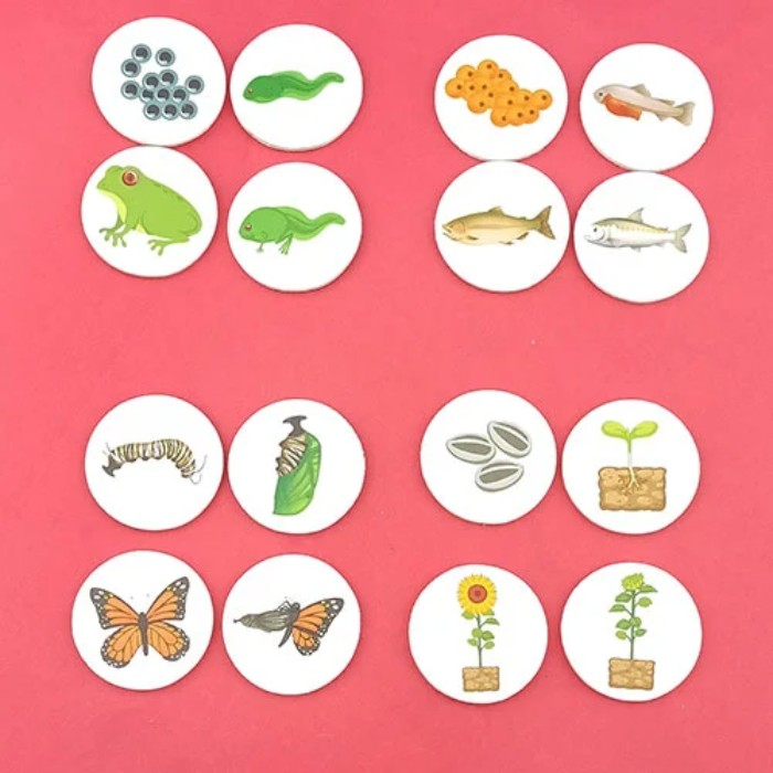 Joc cognitiv Ciclul Vietii la animale, plante si oameni [2]