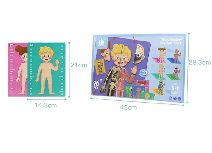 Joc educativ tip puzzle magnetic corpul uman in straturi [5]