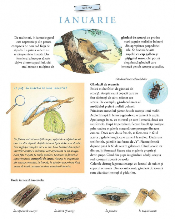 Lumea uimitoare a insectelor [2]