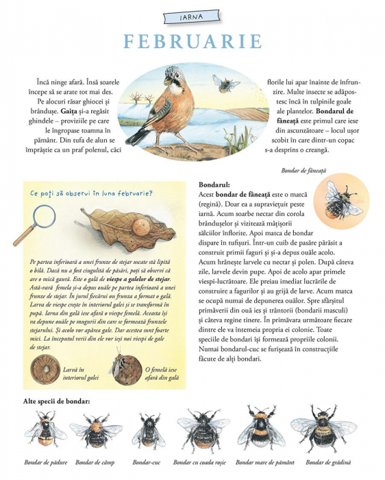 Lumea uimitoare a insectelor [4]