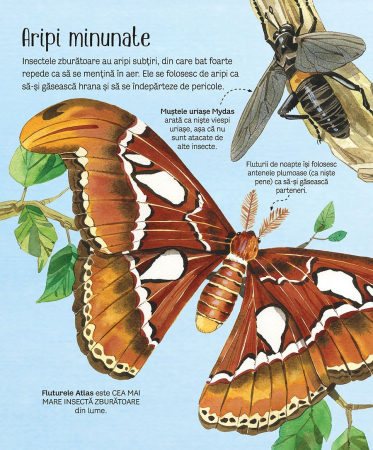 Marea carte a fluturilor si a altor insecte (Usborne) [1]