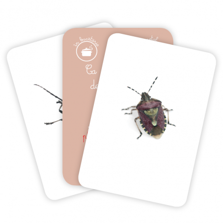 CĂRŢI DE JOC MONTESSORI Insecte din România [2]