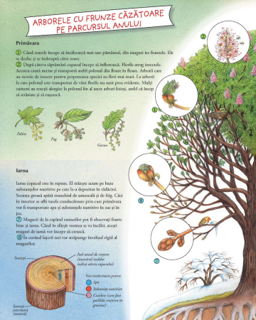 In mijlocul naturii! Descopera cele patru anotimpuri. [3]