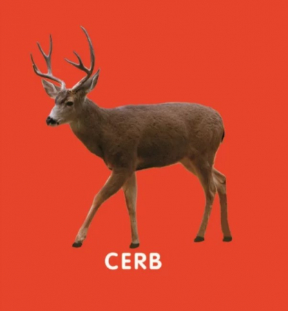 Bebe învață: Animale din pădure [6]