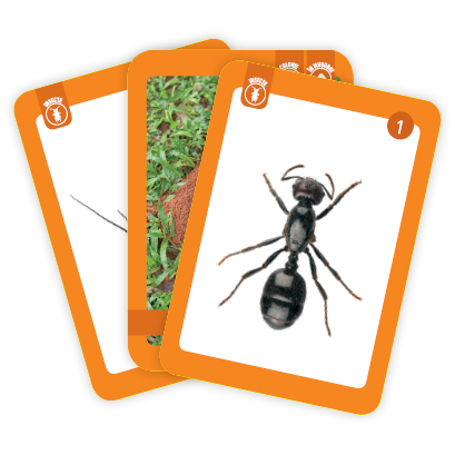 Flori, păsări și insecte [3]