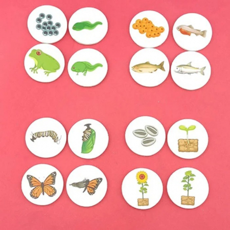 Joc cognitiv Ciclul Vietii la animale, plante si oameni [1]