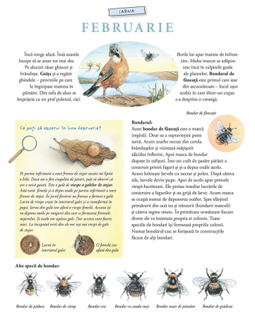 Lumea uimitoare a insectelor [3]