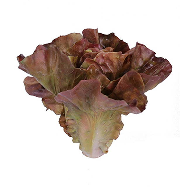 RAKI Salata verde decorativa Loollo Rossa 18x15cm [1]