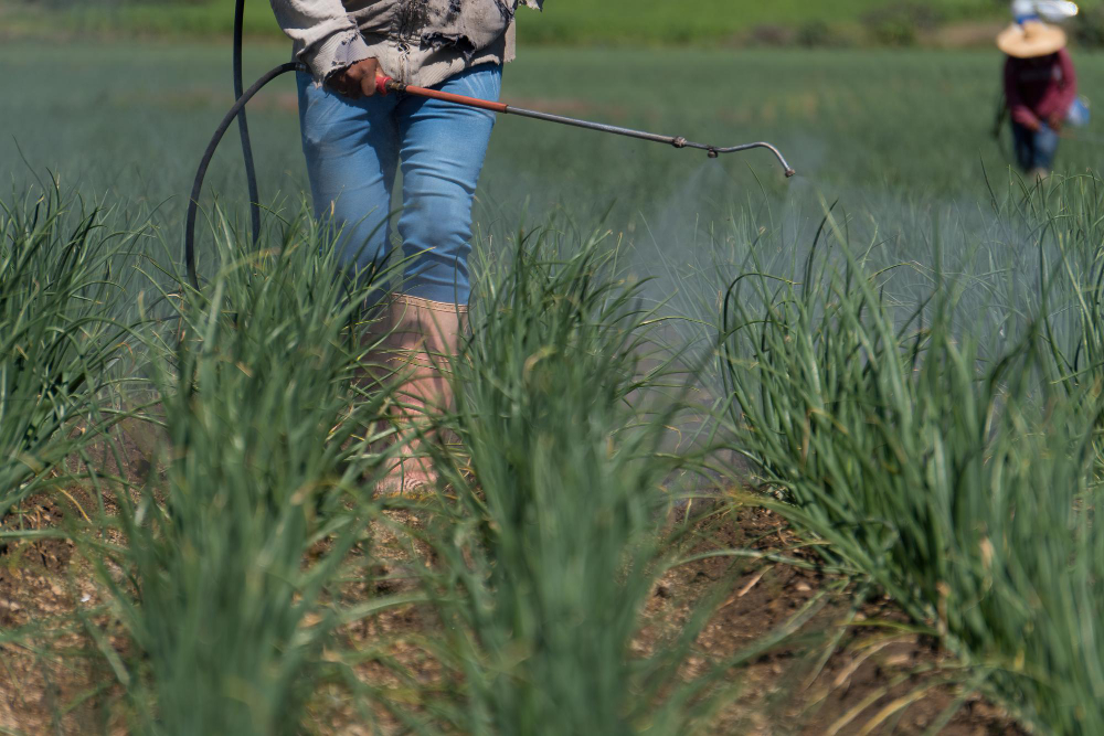 Cum alegi insecticidul potrivit pentru protecția eficientă a culturilor agricole