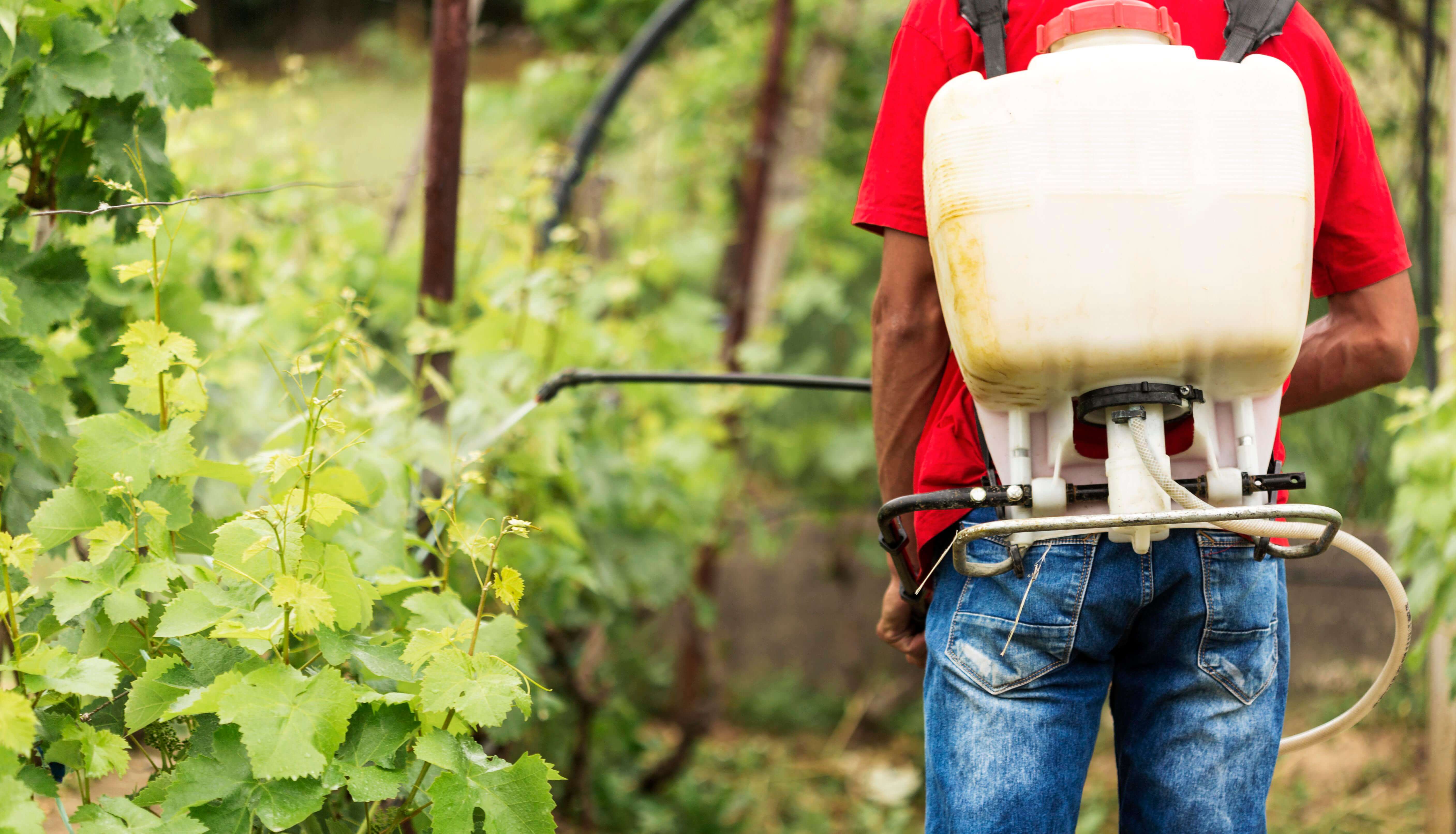 Agro Glyfo erbicid: Preparare corectă și eficiență garantată în combaterea buruienilor