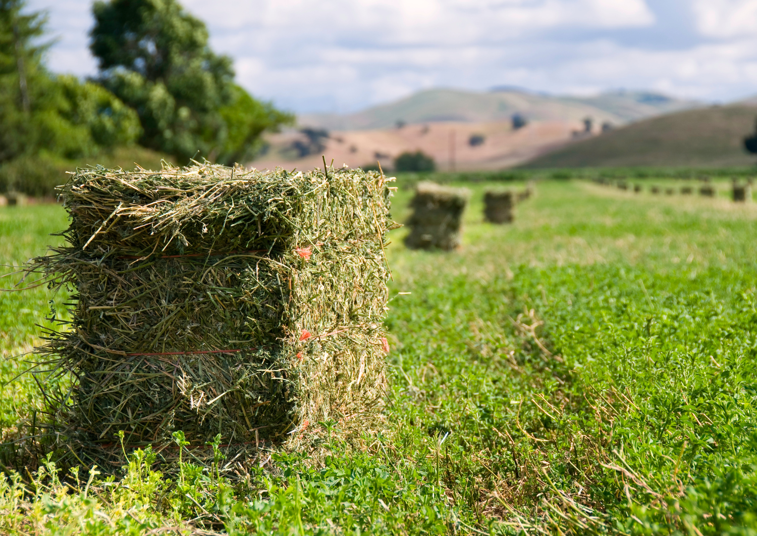 Lucerna – Regina furajelor. Ghid complet pentru cultivare, fertilizare si alegerea soiului potrivit