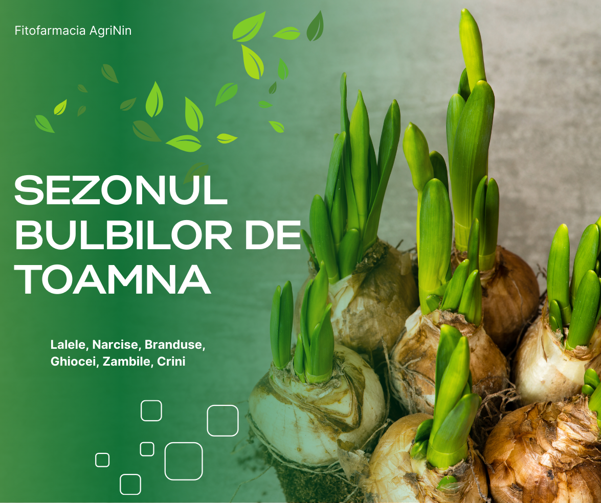 Sezonul bulbilor de toamnă – cum, când și unde plantăm lalele, narcise, zambile și alte flori iubite din grădinile românești