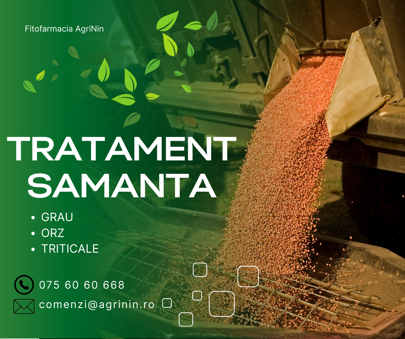 Cum pregatesti graul din productia proprie pentru o cultura de succes – Ghid complet pentru semanat, tratamente si densitate