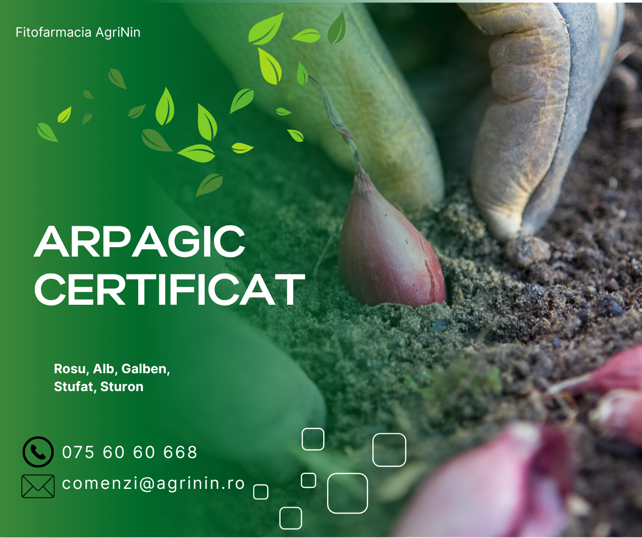 Cultivarea arpagicului – Ghid complet: plantare, tratamente, densitate si recoltare