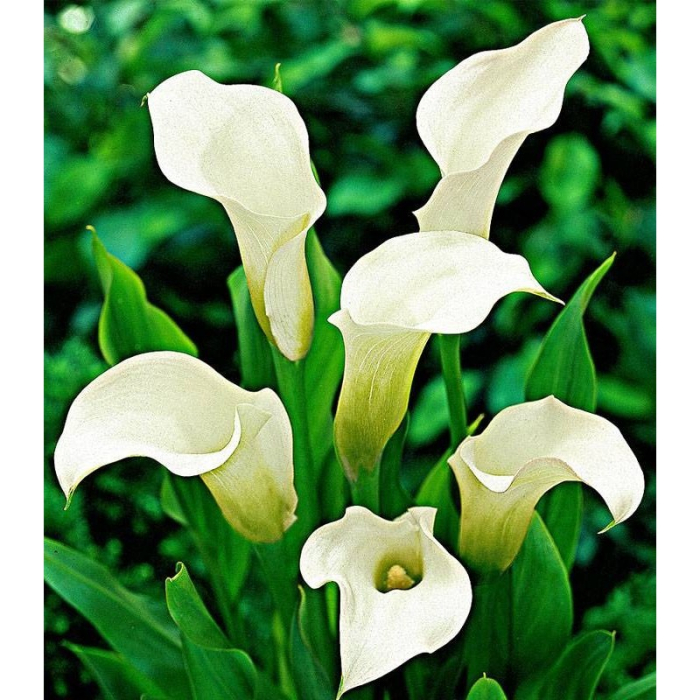 Bulb Cala Zantedeschia White - 1 buc - Alb Imaculat si Eleganta Clasica [3]