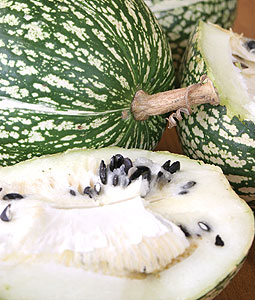 Seminte Dovlecel Laskatok 2g Kertimag - Soi pentru Consum si Industrializare [3]