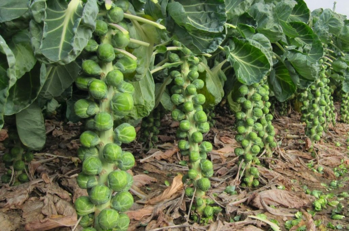 Seminte Varza de Bruxelles Rosella 2g Kertimag - Soi Productiv cu Gust Delicat [2]