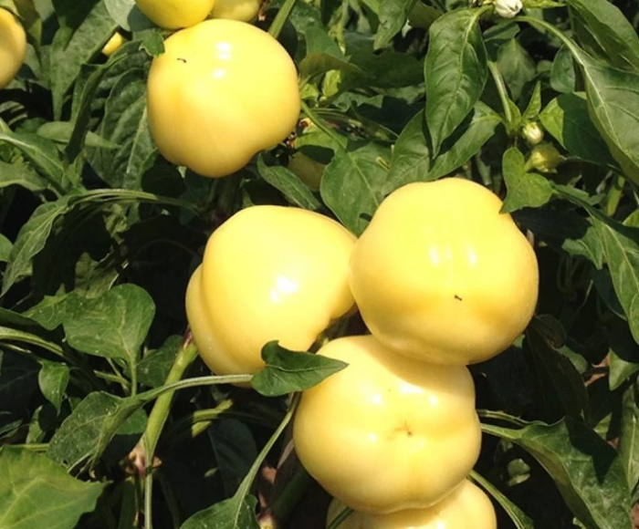 Ardei Almapaprika 0,4g [3]