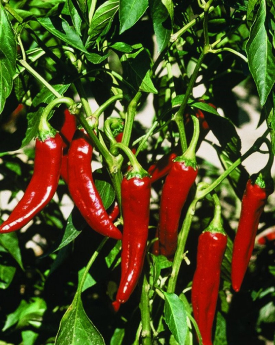 Ardei boia dulce - Szeghed 80 - 0.3g [3]