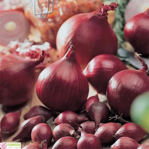 Arpagic Red Karmen 10 kg - Ceapa Rosie Premium pentru Productii Bogate si Rezistente [2]