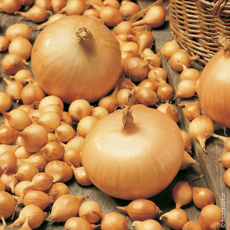 Arpagic Stuttgarter Riesen 10 kg - Cel Mai Popular Soi pentru Recolte Sigure si Bogate [2]