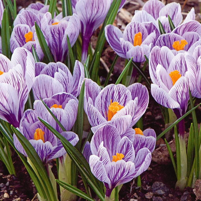 Branduse Mov-Alb / Crocus Pickwick - 8 bulbi [3]