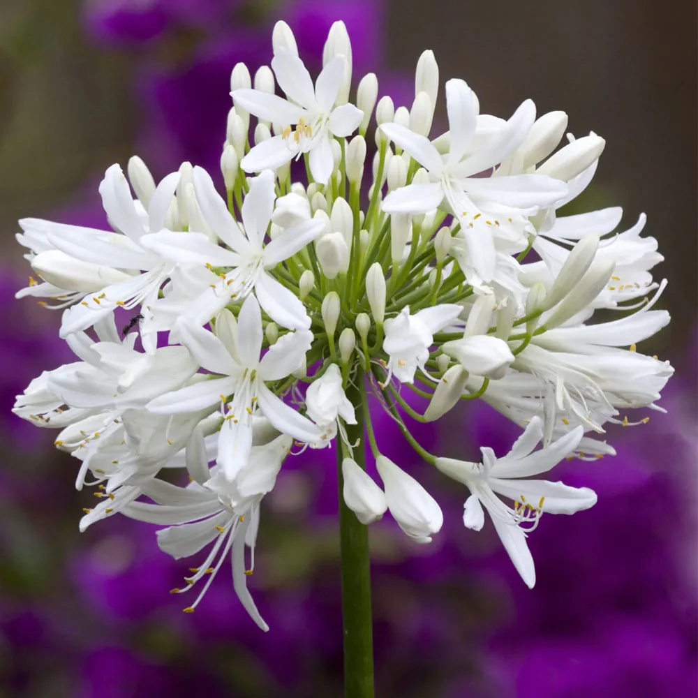 Bulb Agapanthus Umbellatus White - 1 buc - Crinul African Alb Imaculat [3]