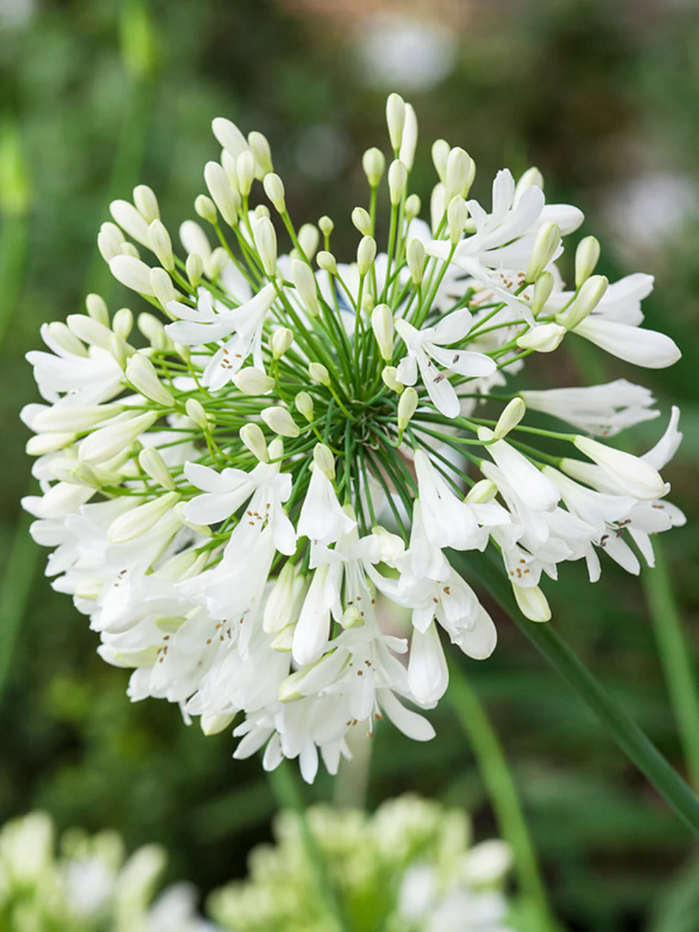 Bulb Agapanthus Umbellatus White - 1 buc - Crinul African Alb Imaculat [2]